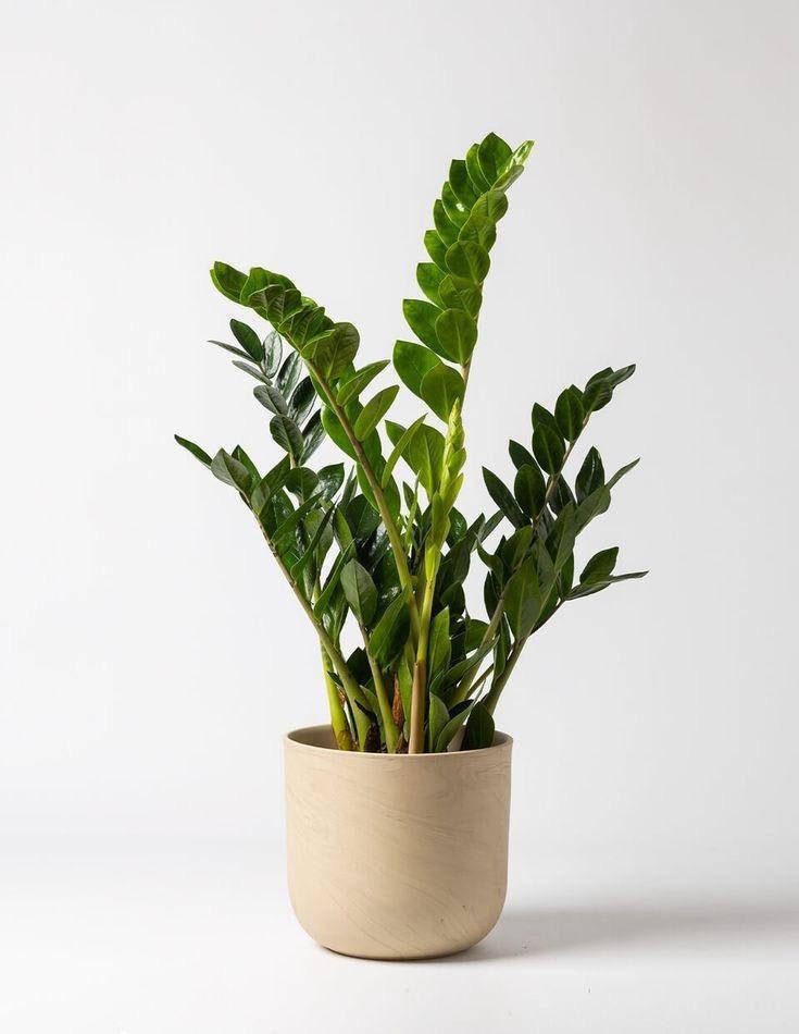 Indoor Plant (Pack Of-1 )