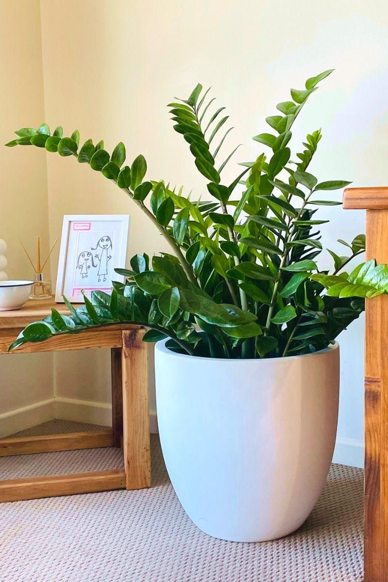 Indoor Plant (Pack Of-1 )