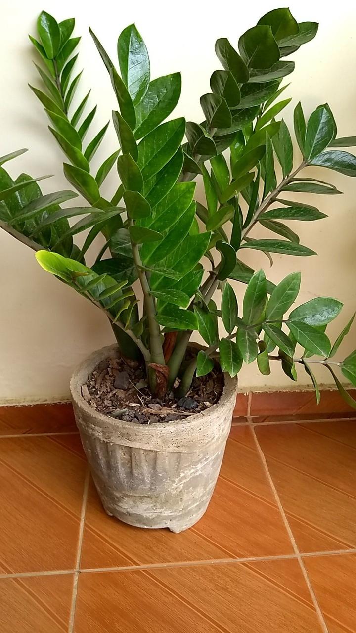 Indoor Plant (Pack Of-1 )