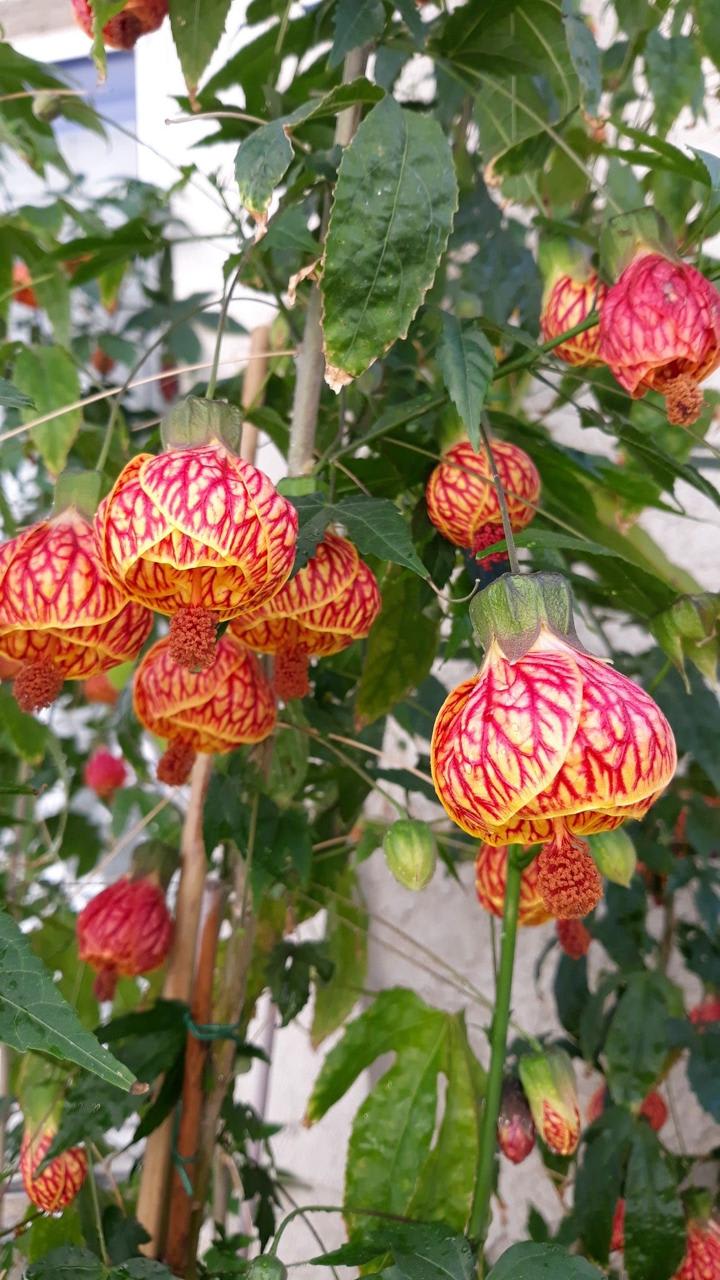 Tiger Lantern Hibiscus Flower Plant (Pack Of-1)