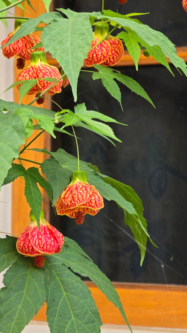 Tiger Lantern Hibiscus Flower Plant (Pack Of-1)