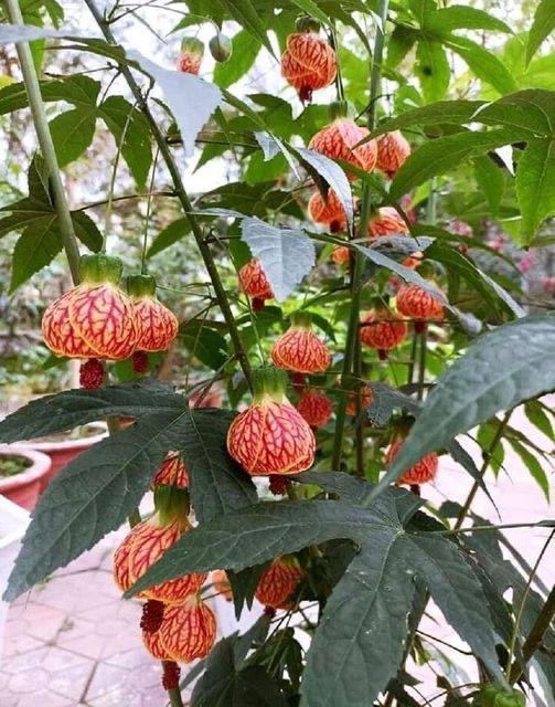 Tiger Lantern Hibiscus Flower Plant (Pack Of-1)