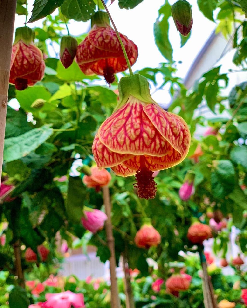 Tiger Lantern Hibiscus Flower Plant (Pack Of-1)
