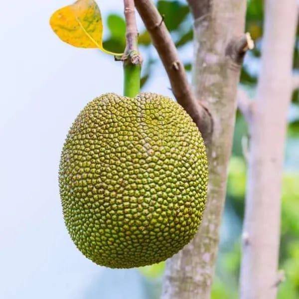Gumless Jackfruit Plant (Hybrid & Grafting ) Pack Of-1