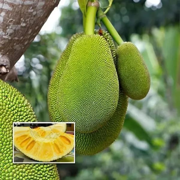 Gumless Jackfruit Plant (Hybrid & Grafting ) Pack Of-1