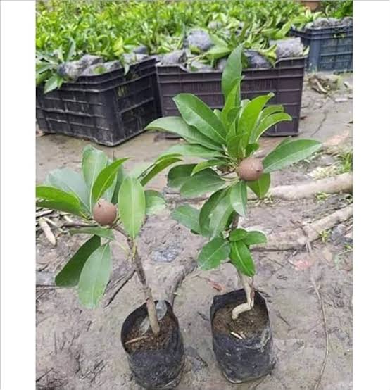 Hybrid Sapodilla (Sabeda/Chikoo) Grafting Plant (Pack Of-1)