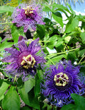 Passion Purple Flower Plant ( Pack Of-1 )