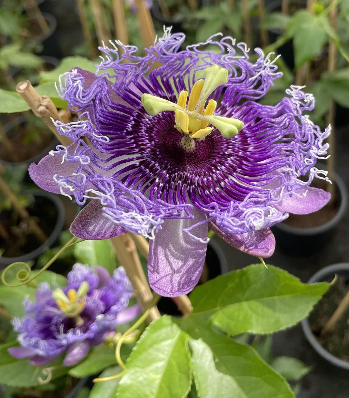 Passion Purple Flower Plant ( Pack Of-1 )