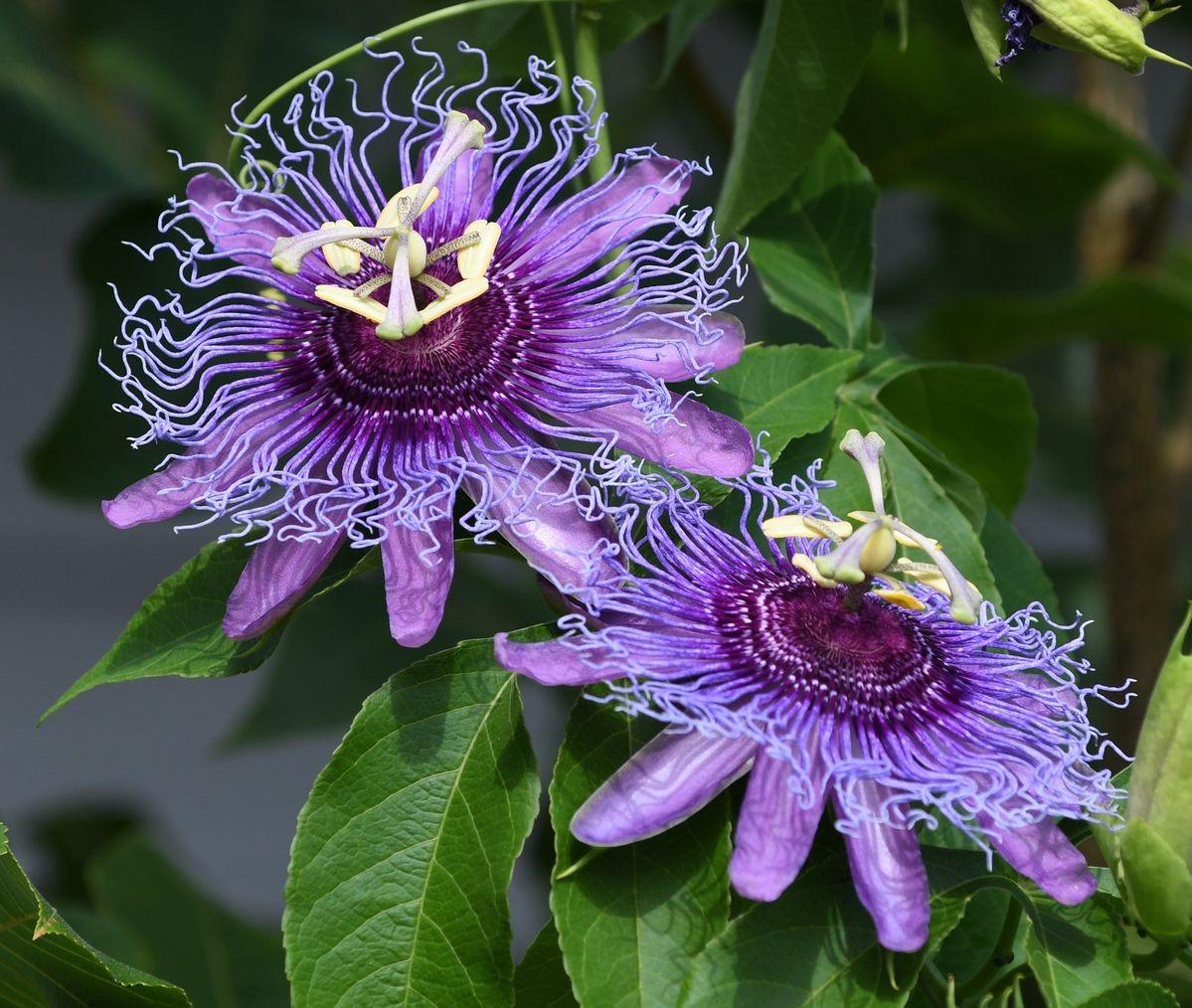 Passion Purple Flower Plant ( Pack Of-1 )