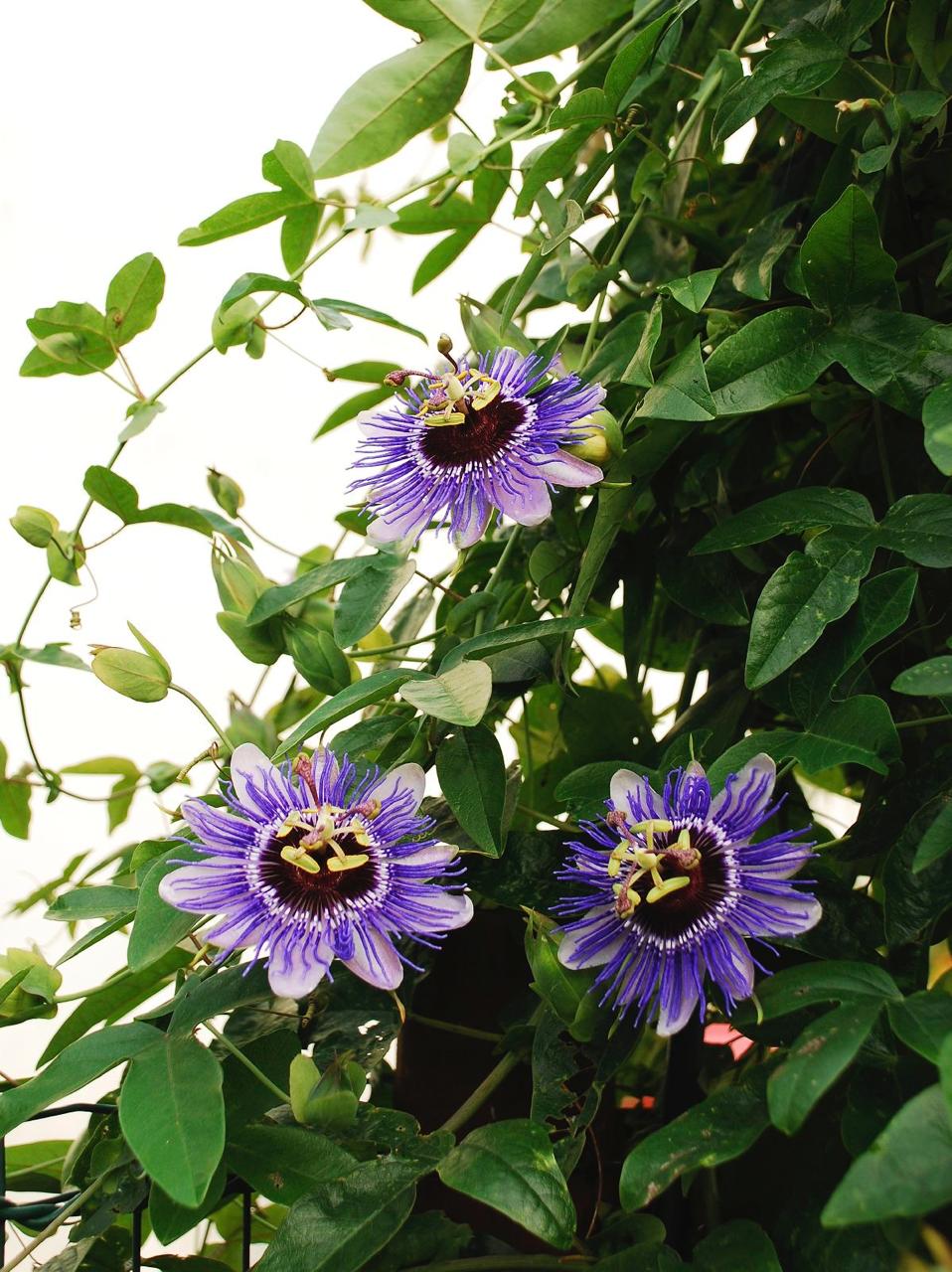 Passion Purple Flower Plant ( Pack Of-1 )