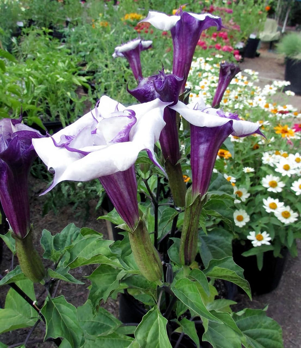 Hybrid Black Datura Flower Plant (Pack Of-1 )