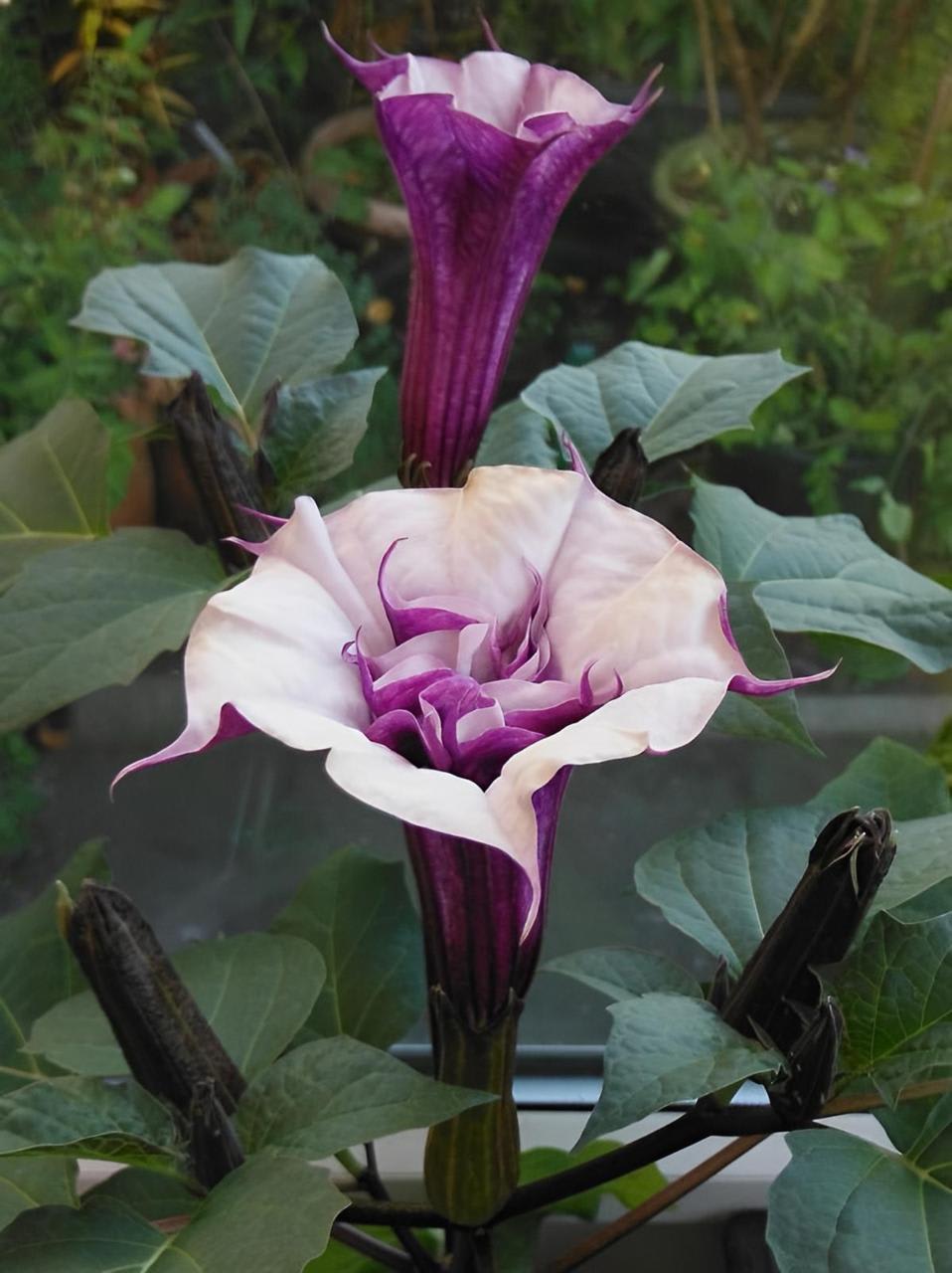 Hybrid Black Datura Flower Plant (Pack Of-1 )
