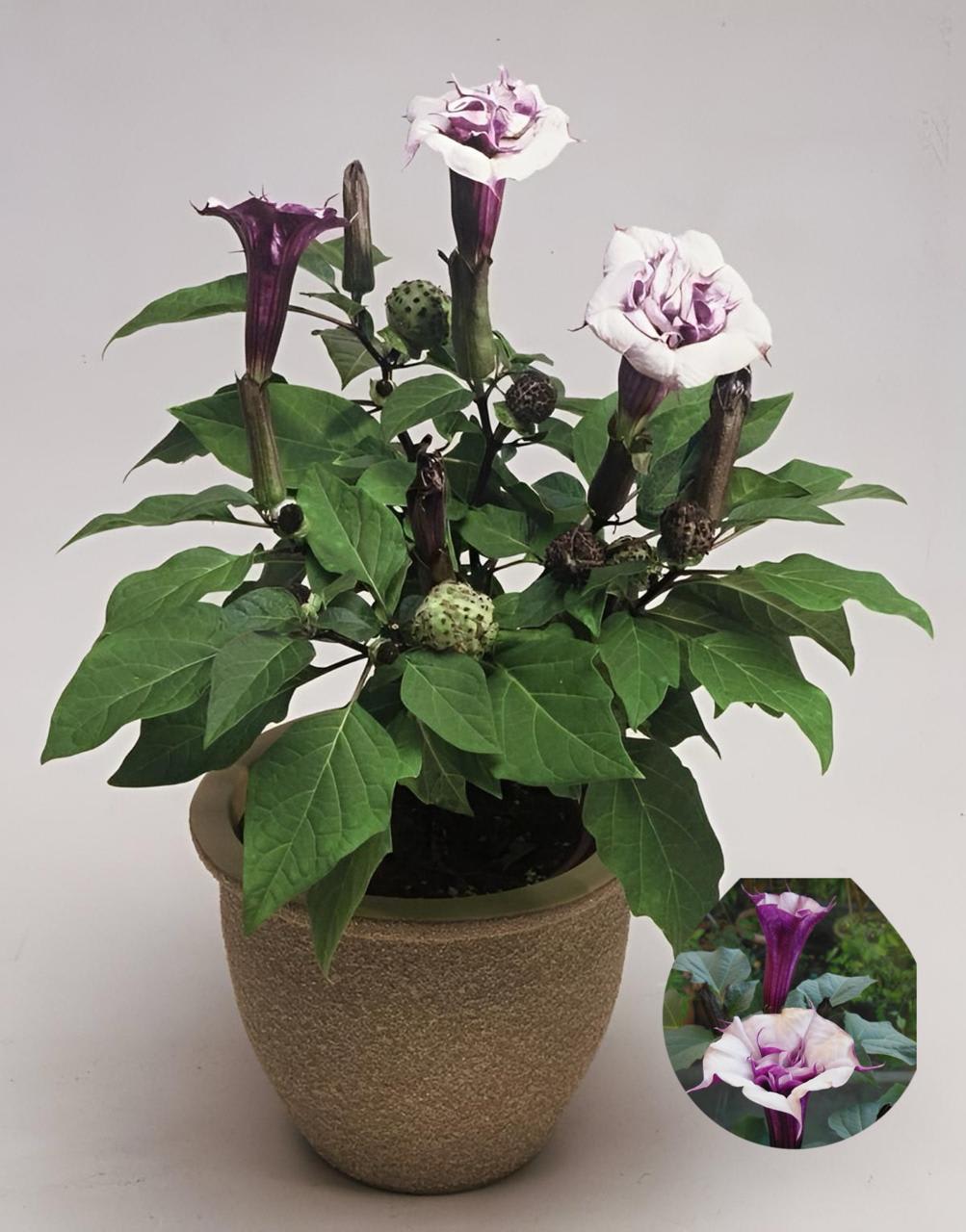 Hybrid Black Datura Flower Plant (Pack Of-1 )