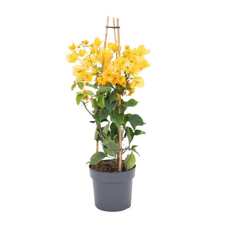 Hybrid Bougainvillea Golden Flower Plant (Pack Of-1 )