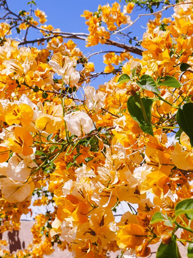 Hybrid Bougainvillea Golden Flower Plant (Pack Of-1 )